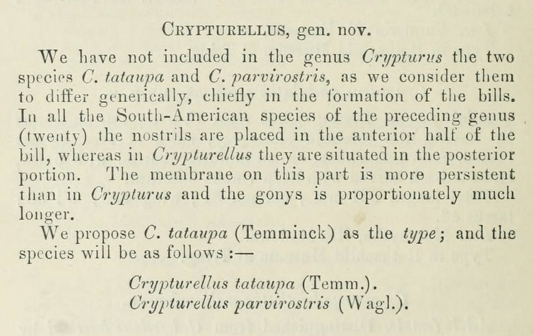 A screenshot of the original description of Crypturellus